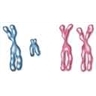 Chromosomes sexuels